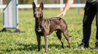 sport dog body awareness