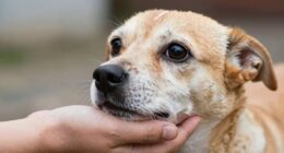 stop nipping calmly effectively