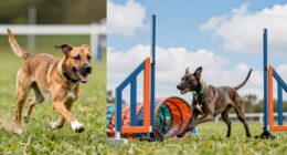 training focus and balance