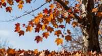 understanding seasonal shedding myths