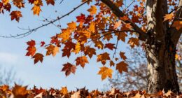 understanding seasonal shedding myths