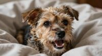 vocalizing stress not disobedience