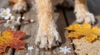 year round paw maintenance