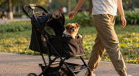 10 Best Dog Strollers for Injured Dogs in 2026