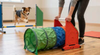 11 Best Competition Agility Starter Sets in 2026