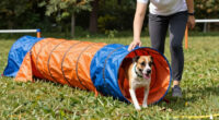 12 Best Best Agility Tunnels Heavy Duty in 2026
