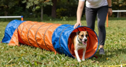 12 Best Best Agility Tunnels Heavy Duty in 2026