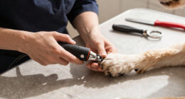 12 Best Dog Nail Grinders Professional in 2026