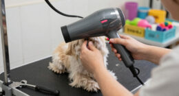 13 Best Low Noise Dog Dryers in 2026