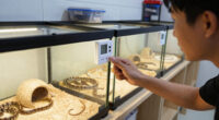 13 Best Snake Racks With Thermostats in 2026
