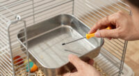 14 Best Chinchilla Cages With Metal Pans in 2026