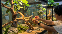 7 Best Arboreal Reptile Enclosures in 2026