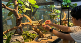 7 Best Arboreal Reptile Enclosures in 2026