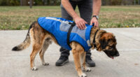 7 Best Cooling Coats for Working Dogs in 2026