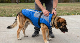 7 Best Cooling Coats for Working Dogs in 2026