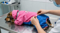 9 Best Recovery Suits for Female Dogs After Surgery in 2026