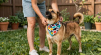 12 Best Dog Soccer Bandanas in 2026
