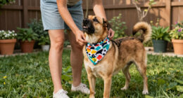 12 Best Dog Soccer Bandanas in 2026