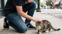 Can I feed or pet stray cats in Charlotte? What the law says
