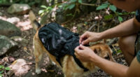 How to Choose Dog Backpacks For Hiking