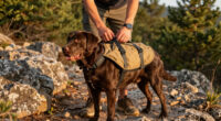 How to Choose Dog Backpacks For Hiking