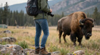 Bison Attack Yellowstone