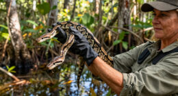 Burmese Python Florida Spread