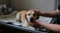 “Every Night We Don’t Adopt Is Another Night in the Shelter” — How Dina Found Her New Family