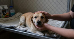 “Every Night We Don’t Adopt Is Another Night in the Shelter” — How Dina Found Her New Family