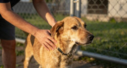 Humane Society Surges In Global Coverage