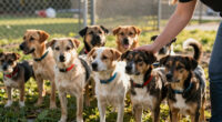 Hundreds of Homeless Pets Available For Adoption at OC Animal Care