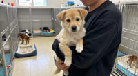 Hundreds Of Homeless Pets Available For Adoption At OC Animal Care