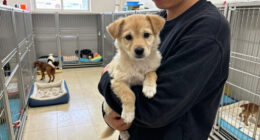 Hundreds Of Homeless Pets Available For Adoption At OC Animal Care