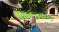 Pet owners reminded to care for their pets during extreme heat – RochesterFirst