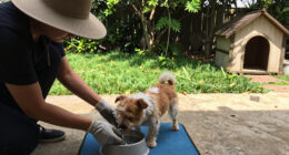 Pet owners reminded to care for their pets during extreme heat – RochesterFirst