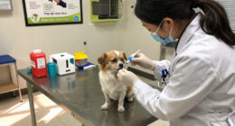 Pop-up Vaccine Clinic Offers Low-cost Pet Care In Duplin County