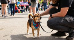 The 28th Annual Broadway Barks