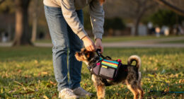 10 Best Dog Backpacks for School in 2026