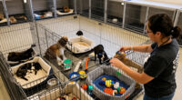 Clear The Shelters: Hundreds Of Homeless Pets Available At OC Animal Care