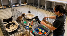 Clear The Shelters: Hundreds Of Homeless Pets Available At OC Animal Care