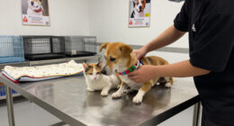 Dog Cat Rescue Foundation Surges In Global Coverage