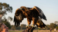 Jackie The Eagle