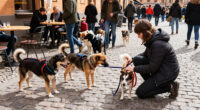 8,800 Dogs From Around The World Visit Stockholm This Weekend