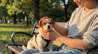 Eddie And Gizmo Prove Special Needs Dogs Deserve Love