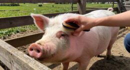 Farm Animal Protection Is A Foundational ASPCA Priority