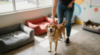 Free Pet Adoptions At Beaumont Animal Care This Week