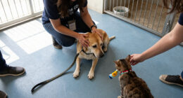 Meet These Cats And Dogs At OC Animal Care That Are Up For Adoption