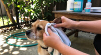 Parvovirus Warning For Perth’s Northern Suburbs