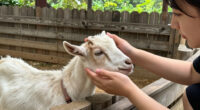 Petting Zoo