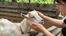 Petting Zoo